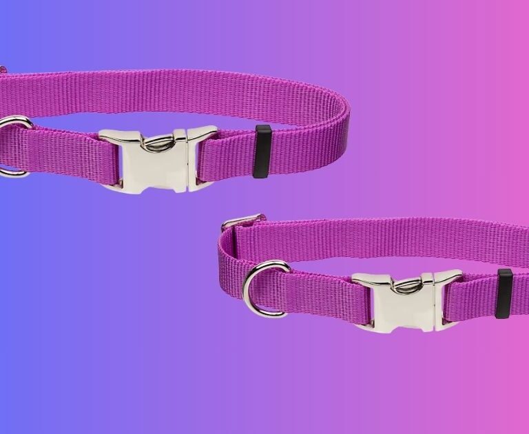 Purple Pumpkin Lightweight Personalized Dog Collar Review – Unveiling Style and Comfort for Your Pup