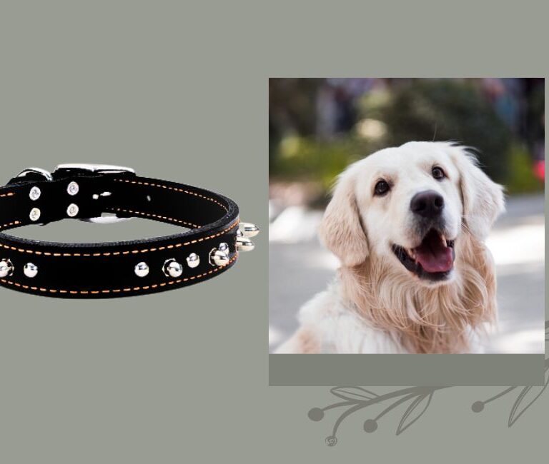 Stylish Harley-Davidson Dog Collar Leather for Your Furry Friend